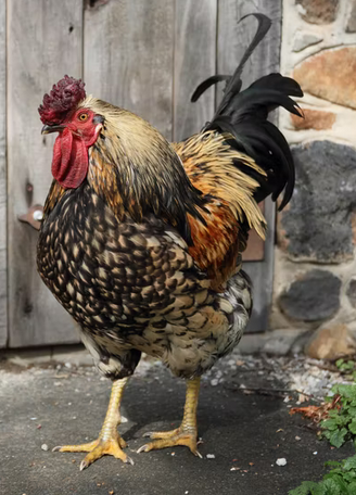 chicken backyard sustainability