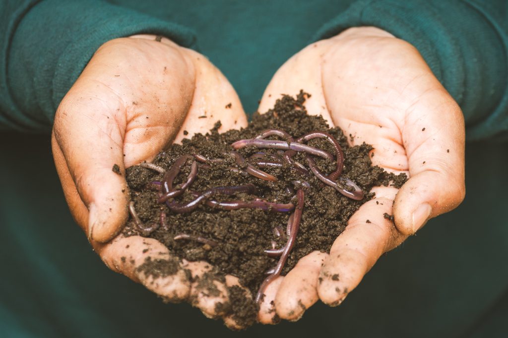 backyard sustainability organic compost